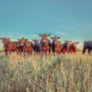 Meet your Posher, Angel